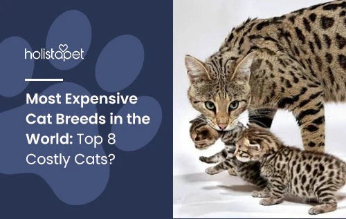 The Top 8 Most Costly Cats