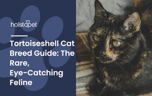 Tortoiseshell Cat Breed Guide