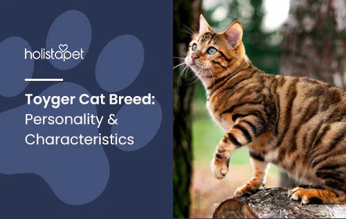 Toyger Cat Breed Full Guide