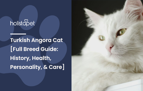 Turkish Angora Cat [Full Breed Guide: History, Health, Personality, & Care]