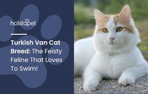 Turkish Van Cat Breed Info