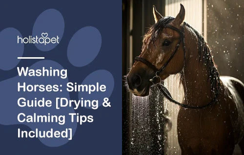 Washing Horses: Simple Guide [Drying & Calming Tips Included]