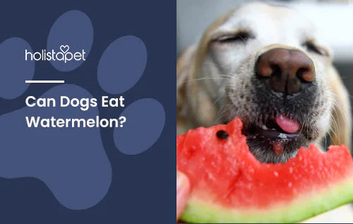 Benefits of watermelon for dogs