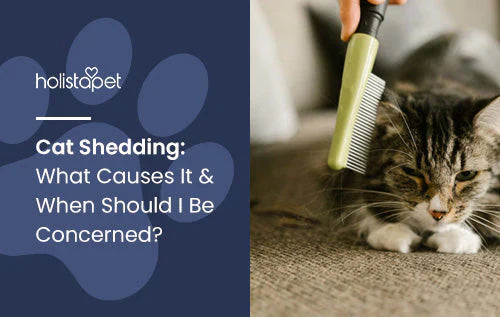 When should you be concerned when cat is shedding