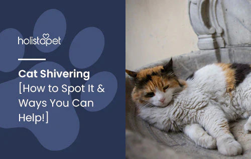 How to spot when a cat is shivering