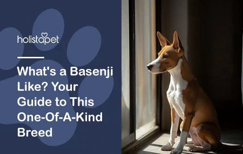 Basenji Dog: Temperament, Traits, and Fun Facts