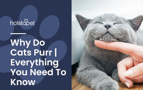 Why Do Cats Purr | Everything You Need To Know