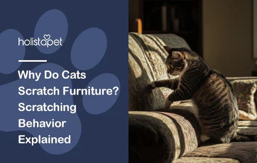 Why Do Cats Scratch Furniture? Scratching Behavior Explained