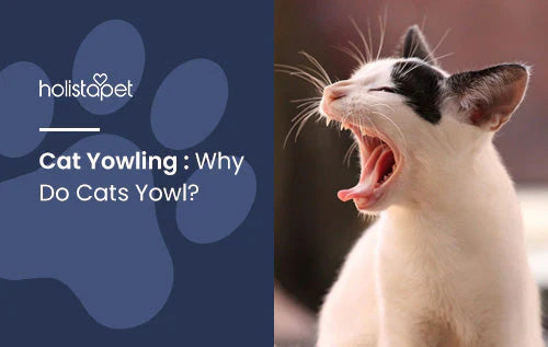 Cat yowling and why they do it