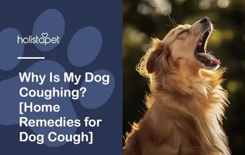 Why Is My Dog Coughing? [Home Remedies for Dog Cough]