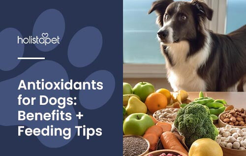 Holistapet blog image for : antioxidants for dogs. Image shows dog behind table of dog-safe antioxidant-rich foods.