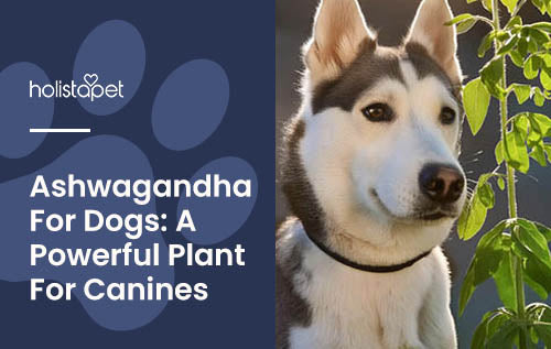 Ashwagandha for Dogs: Calming, Immunity, Mobility, & More!