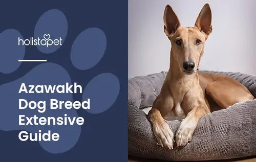 Azawakh Breed Guide: The Elegant African Sighthound | HolistaPet