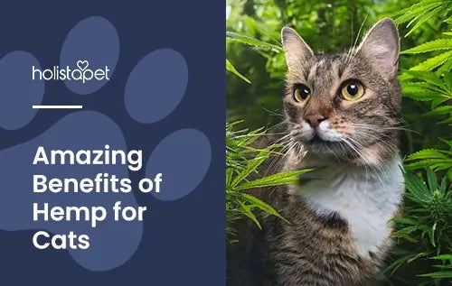 Information about hemp for cats