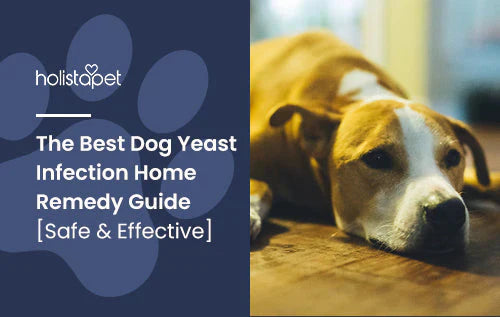 dog yeast infection informational dog