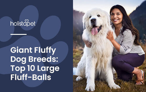 Holistapet featured image for "Big Fluffy Dog Breeds" blog. Shows a woman crouching next to a large, white, and furry Great Pyrenees dog.