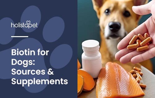Holistapet featured blog image: Biotin for Dogs. Shows a handfull of biotin supplements for dogs with dog, sweet potatoes, and salmon nearby.