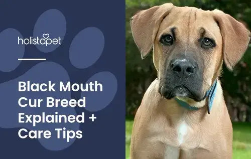 Black Mouth Cur: History, Personality, & Care Tips