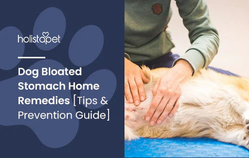 dog's bloated stomach home tips and remedies