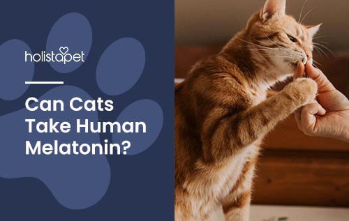 Holistapet featured blog image: can I give a cat human melatonin?