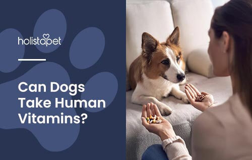 Can Dogs Take Human Vitamins or Supplements? [Risks vs Rewards]