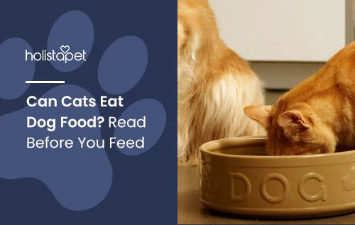 Is it okay for cats to eat dog food? find out now!