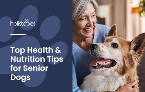 Holistapet featured image for "Caring for Senior Dog" blog. Shows a senior dog with gray facial hair being pet by its owner. Dog and owner are smiling.