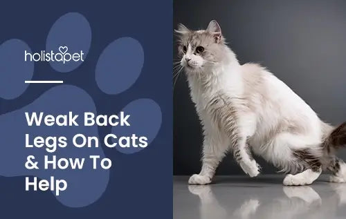 Cat Back Legs Weak featured blog image by Holistapet. Shows a cat limping with weak hind legs