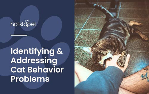 Holistapet featured image for "cat behavior issues" blog. Shows a cat biting their owner's hand. Ouch.