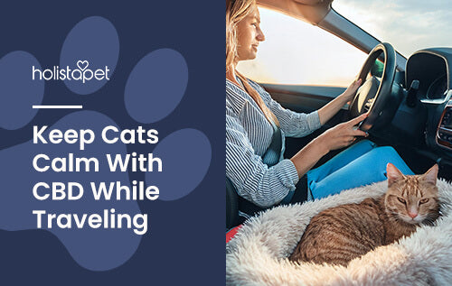 Holistapet featured blog image: Cat CBd for Travel. Shows a woman petting her calm and relaxed cat while traveling in a car.