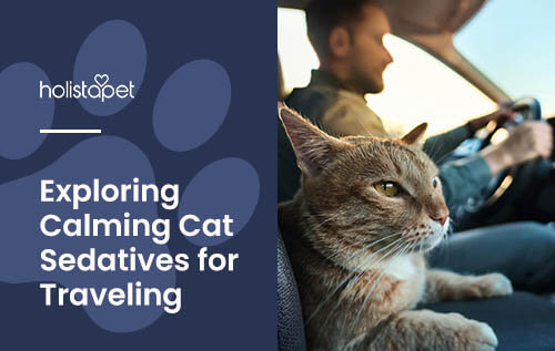 Cat Sedatives for Travel: Highly Effective and Naturally Sedative