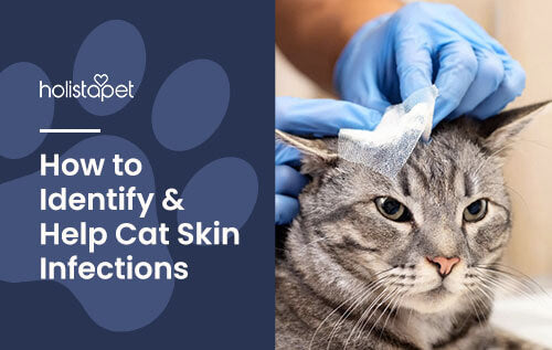 Cat Skin Infections: Causes, Symptoms, & Potential Solutions