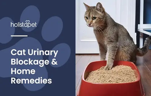 Cat Urinary Blockage Home Remedy featured blog image by Holistapet. Shows a cat with its paw on its kitty litter.