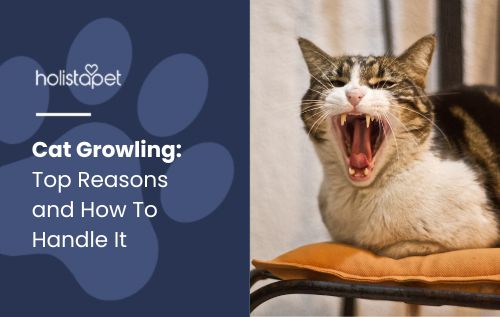 Cat Growling' featured blog image by Holistapet, showing a cat with bared teeth and a tense expression, displaying a growling posture.