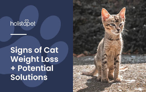 potential solutions to cat losing weight