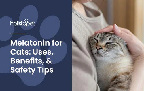 melatonin for cats: tips and benefits