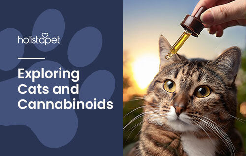 Holistapet featured blog image: Cats and Cannabinoids. Shows a cat getting CBD oil from a tincture dropper.