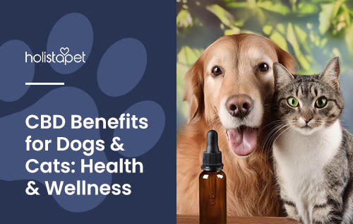 holistapet featured blog image: CBD benefits for dogs & cats. dog and cat side-by-side with cbd tincture bottle nearby