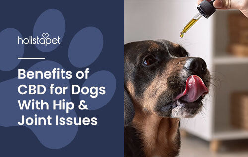 Holistapet featured blog image: CBD for Dogs With Hip Problems. Shows a dog licking CBD oil form the tip of a tincture dropper.