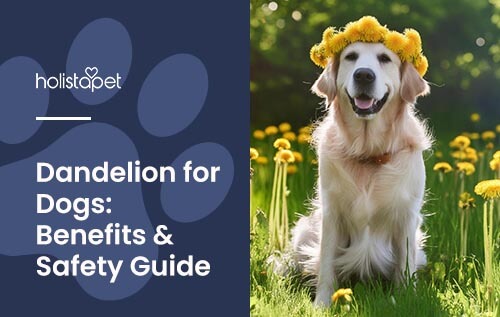 Holistapet 'Dandelion for Dogs' featured blog image. Shows a Golden Retriever wearing a crown on dandelion flowers. Text reads 'Dandelion for dogs: benefits & safety guide.'