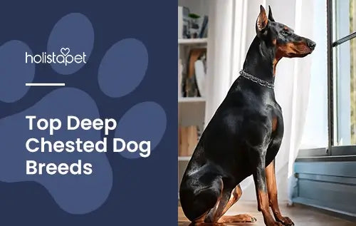 Featured image for "Deep-Chested Dog Breeds" blog by Holistapet. Shows a side profile of a Doberman Pinscher sitting and looking out the window.