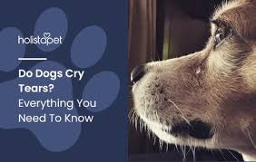 Do dogs cry tears Holistapet blog image. Shows a chihuahua shedding a tear. 