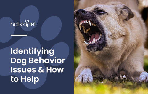 Holistapet featured image for "dog behavior issues" blog. Shows a very aggressive dog exposing teeth viciously