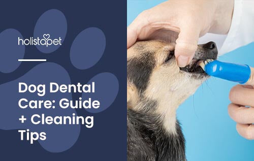 Dog Dental Care blog image for Holistapet brand. Image of a chihuahua getting its teeth brushed using a finger brush. Text reads: Dog Dental Care: Guide + Cleaning Tips
