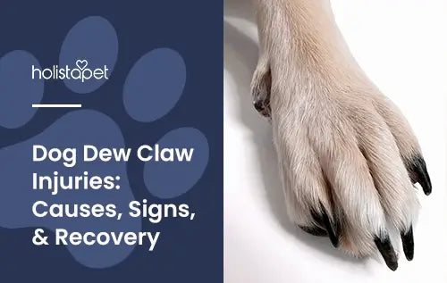 Dog Dew Claw Injury featured blog image by Holistapet. Shows a close up image of a dog's white furred paw with a red inflamed dew claw.