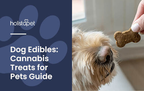 Holistapet featured image for Dog Edibles blog. Shows a dog's nose sniffing a bone shaped CBD edible.