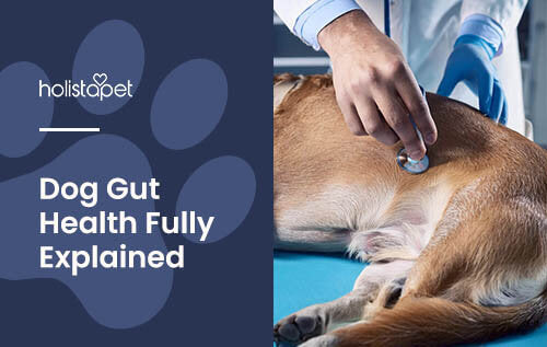 Holistapet featured image for "dog gut health" blog. Shows a dog getting its stomach checked by a vet