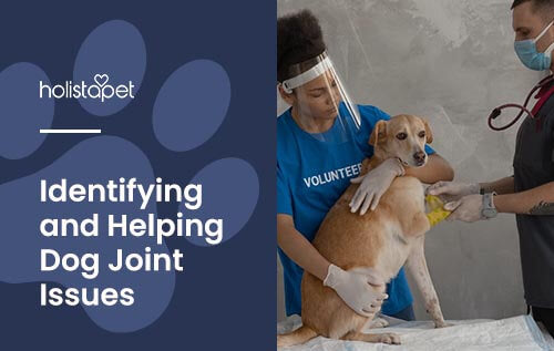 Complete Guide to Joint Problems in Dogs [Symptoms + Solutions]