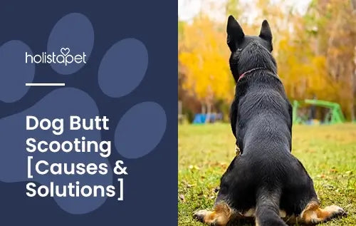 "Dog Scooting Butt" featured blog image by Holistapet. Shows the back of a German Shepherd that is scooting its rear on a grass lawn.