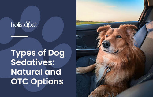 Dog Sedatives for Grooming and Travel [Top Natural & OTC Options]